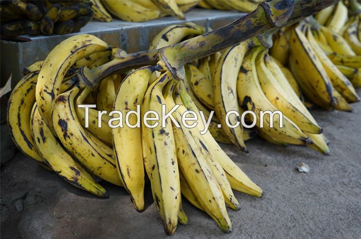 Agung Banana