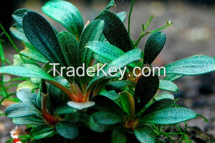 Bucephalandra plant