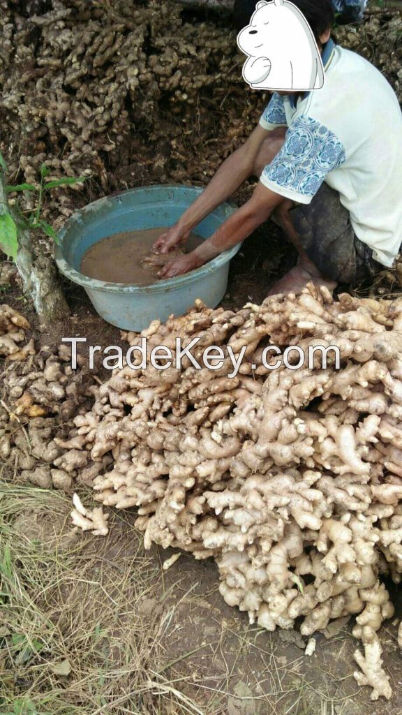 Fresh Ginger High Quality from INDONESIA