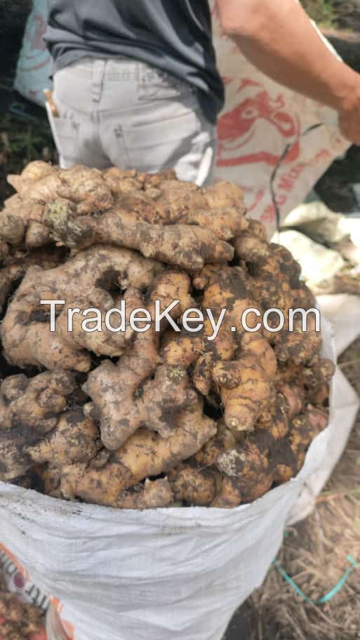 Fresh Ginger High Quality from INDONESIA