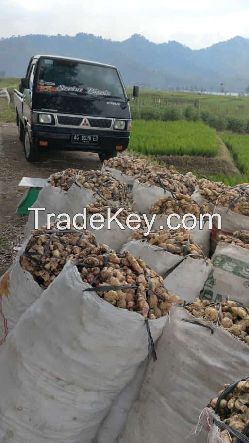 Fresh Ginger High Quality from INDONESIA