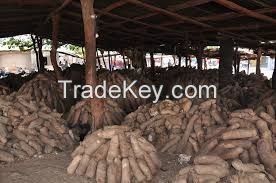 Yam tubers