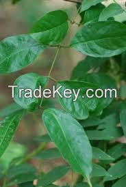 Afang leaf