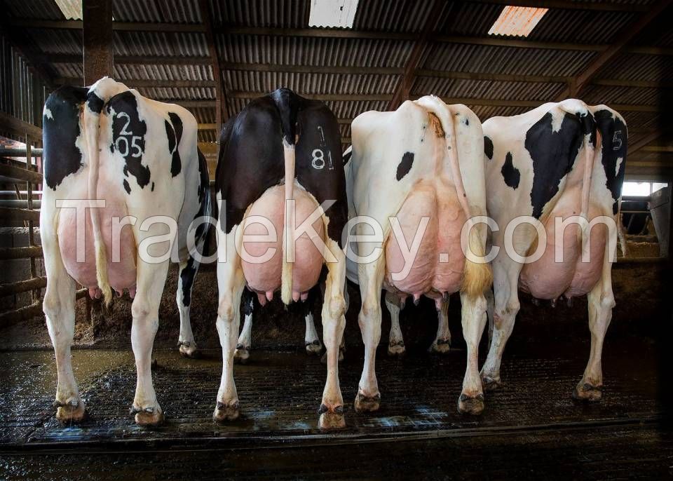 Pregnant Holstein Heifers, Jersey cows for sale with high quality milk production.