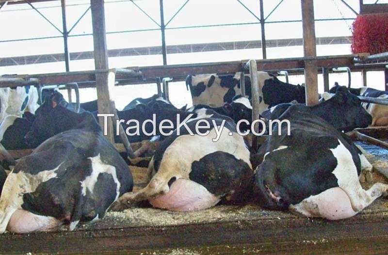 Quality Holstein Friesian Dairy Cows and Pregnant Holstein Heifers Cows-Farm Products