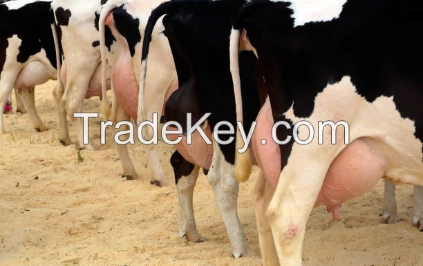 Pregnant Holstein Heifers Cows/holstein Heifers / Friesian Cattle