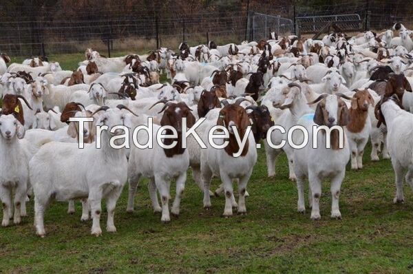 Full Blood Live Boer Goats / Pureblood Mature Boar Goat For Sale