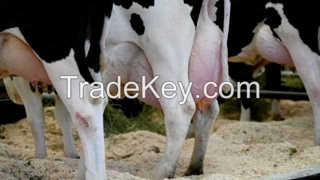 Holstein Cows /pregnant Cows
