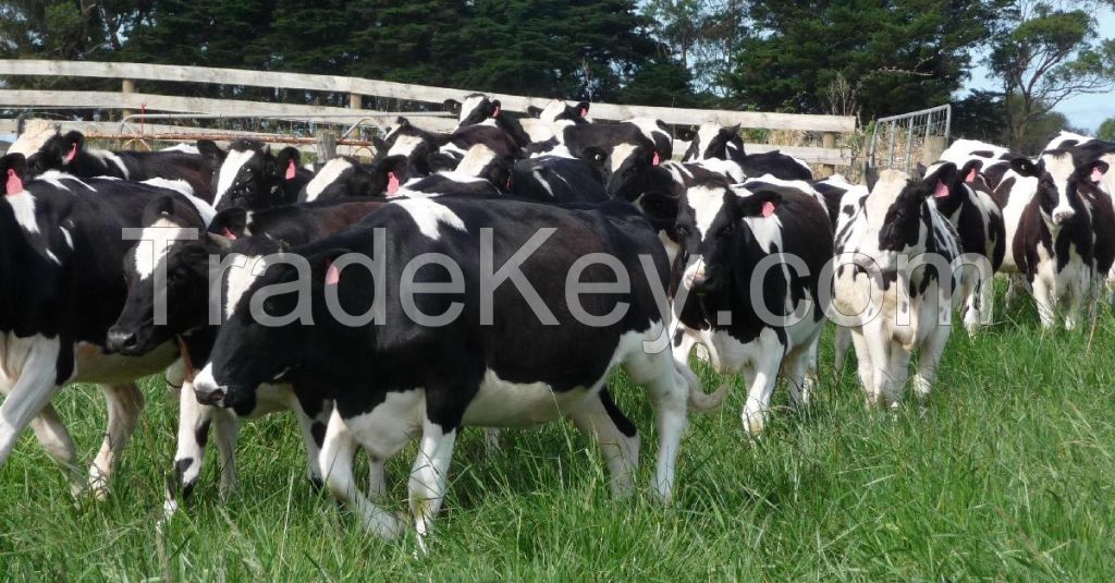 Pregnant Holstein Heifers, Jersey Cows For Sale With High Quality Milk Production.