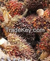 Palm fruits