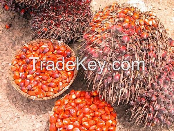 Palm fruits