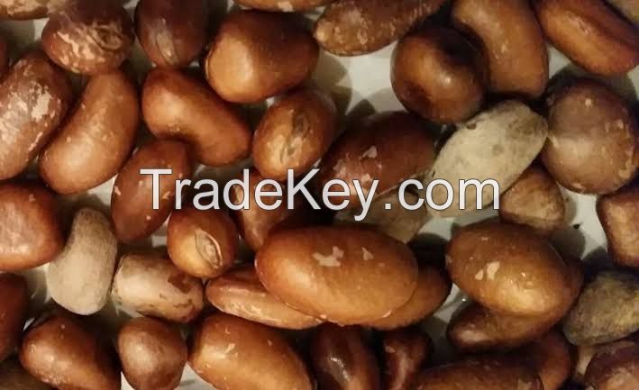 African Nutmeg 