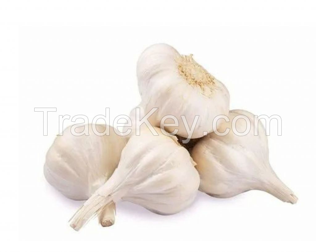 Garlic (Ayu)