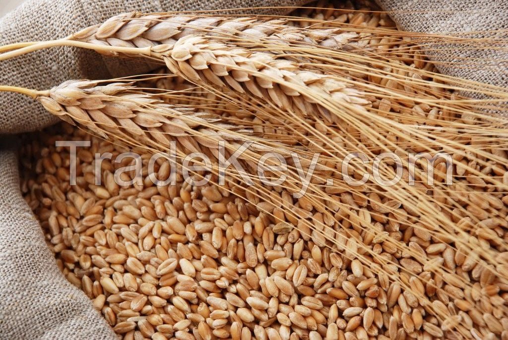 Wheat