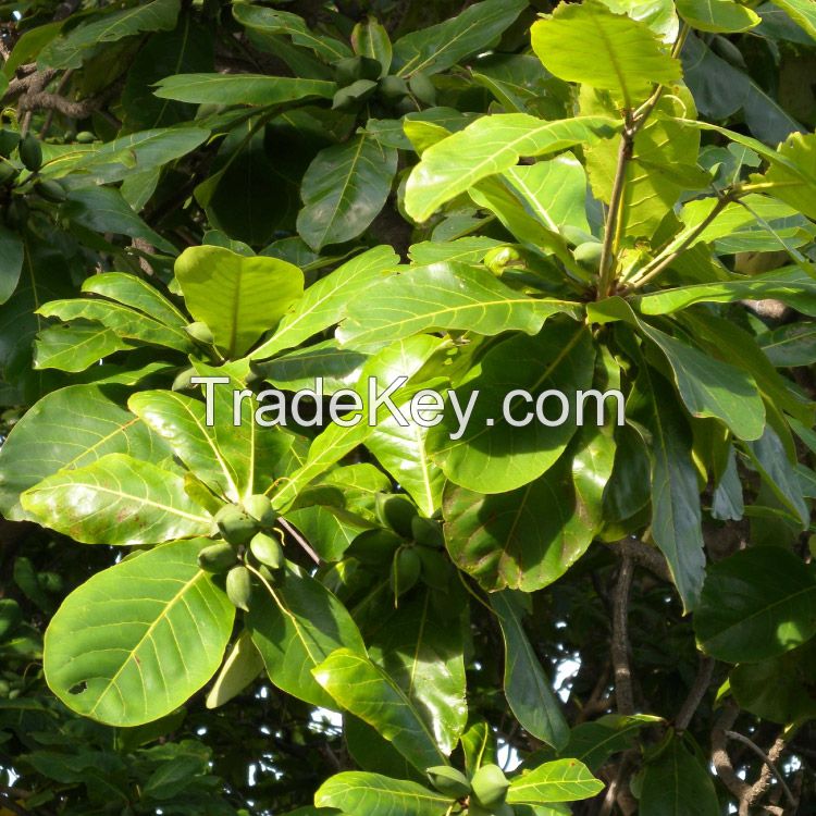 Indian Almon or Bengal Almon Tree (Terminalia catappa)