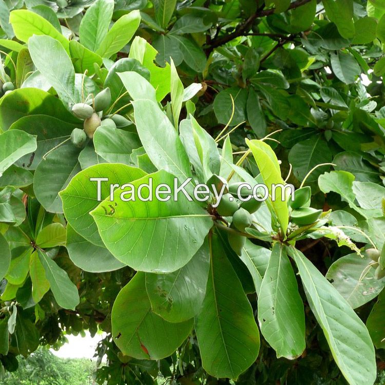 Indian Almon or Bengal Almon Tree (Terminalia catappa)