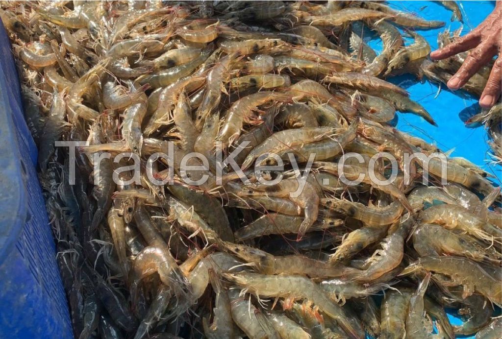 White Leg shrimp or Vannamei Shrimp