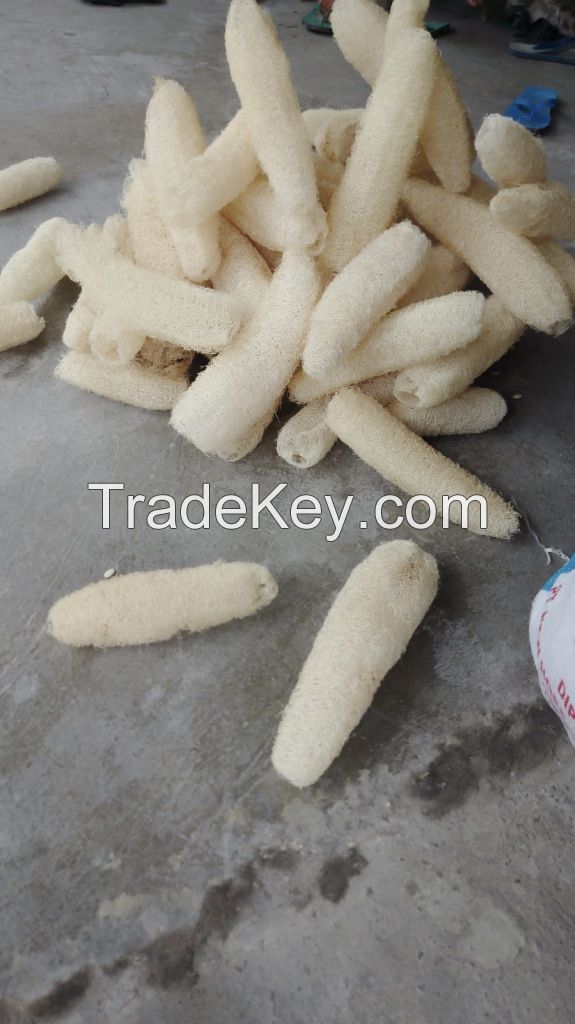 Whole dried loofah sponge