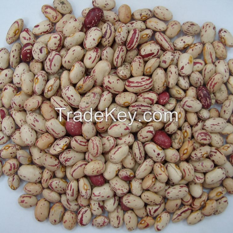 Light speckled kidney beans (round shape)