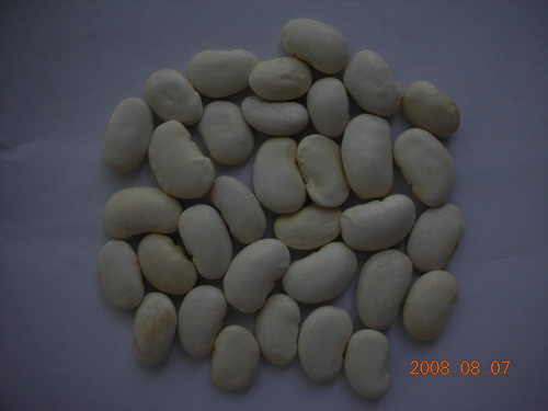 large white kidney beans