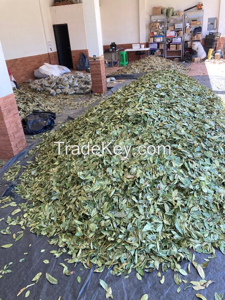 Organic Dried Soursop Leaves