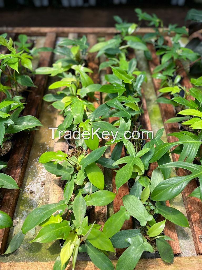 Houseplant; Tropical plant; Live plant; Anthurium; Philodendron; Hoya