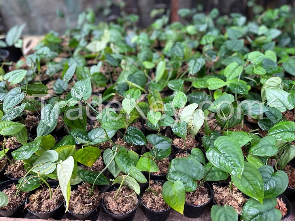 Houseplant; Tropical plant; Live plant; Anthurium; Philodendron; Hoya