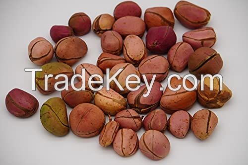 KOLA NUT