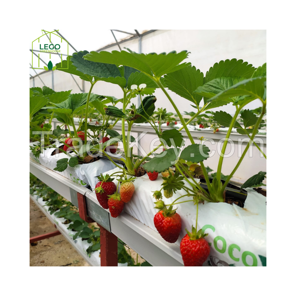 Hydroponic Strawberry Greenhouse