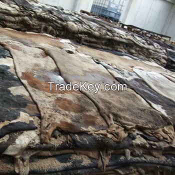 DRY AND WET SALTED DONKEY / HORSE HIDES / WET COW HIDES