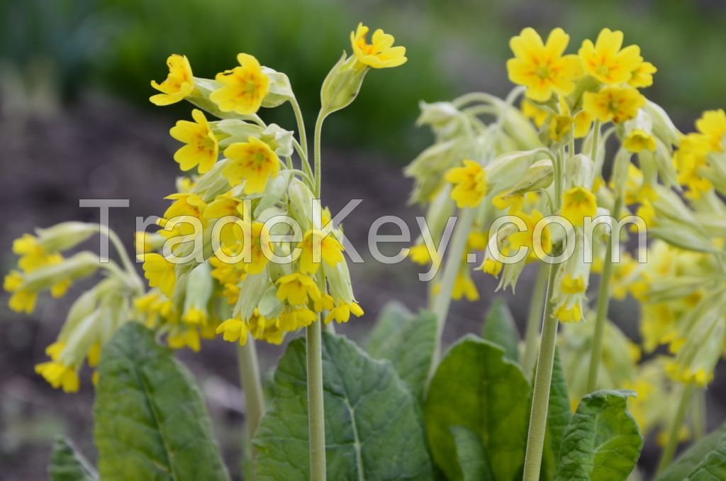 Cowslip (dried plant) - Primula Officinalis