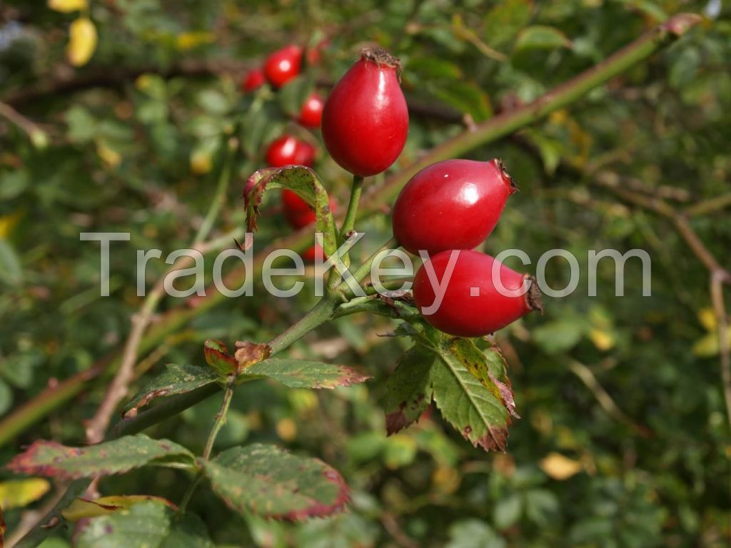 Dog Rose (dried fruit) Rosa Canina