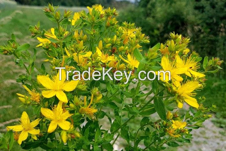 Perforate St Johns -wort (dried Plant) Hypericum Perforatum