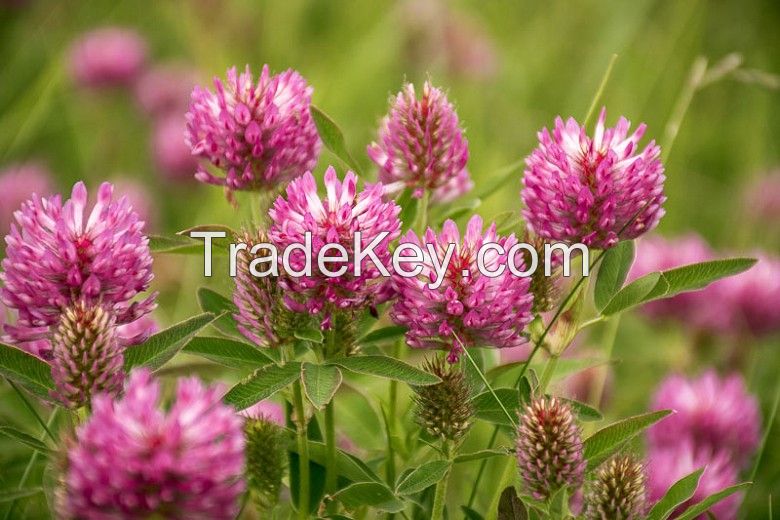 Red clover (dried plant) Trifolium pratense