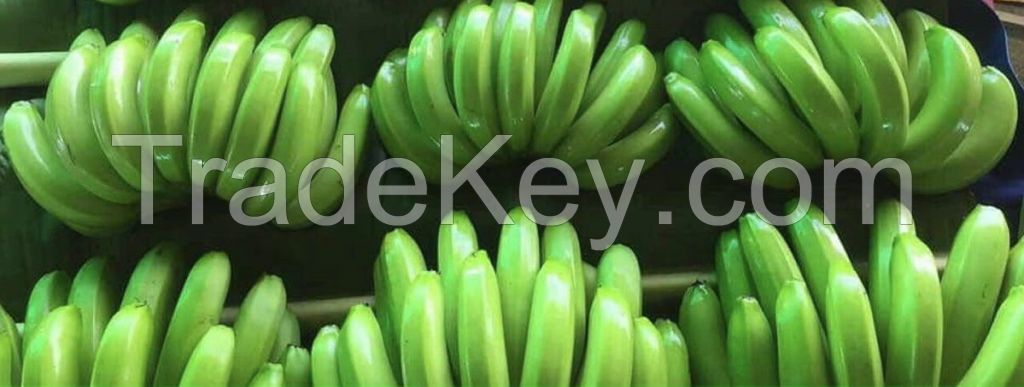 Cavendish Bananas from VIet nam
