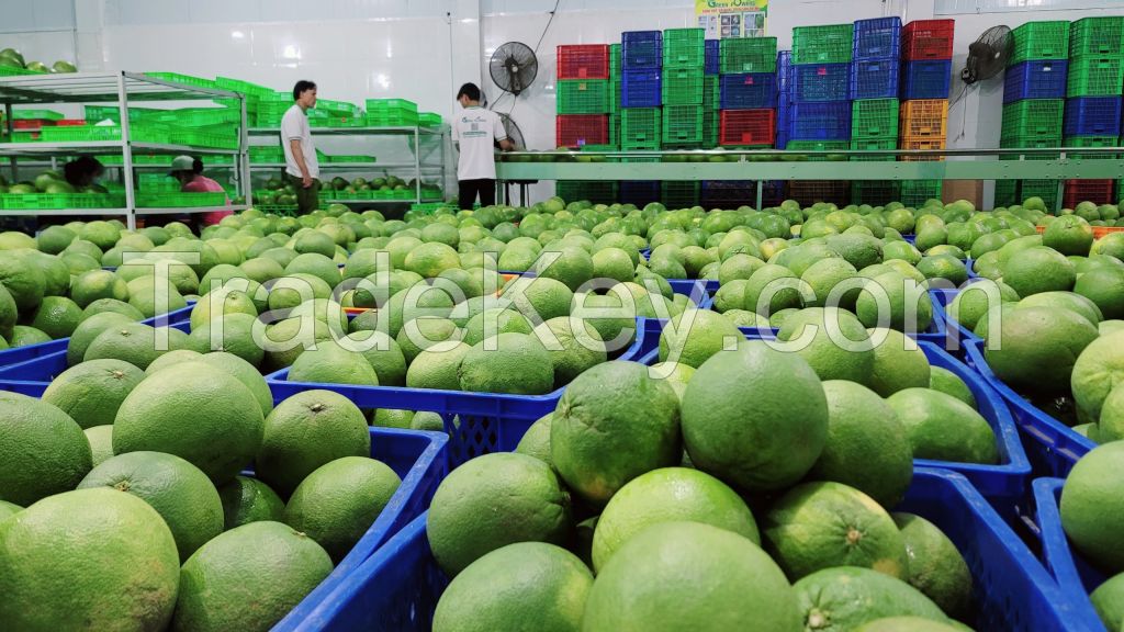 Fresh Green Skin Pomelo Grapefruit