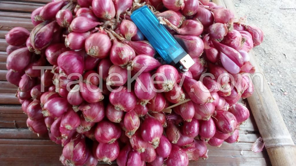 Shallot