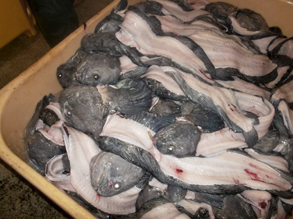 Fish Frames & Heads