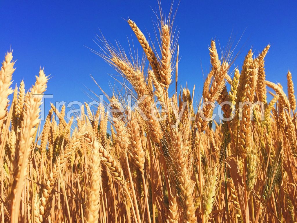 Wheat 2-3 class