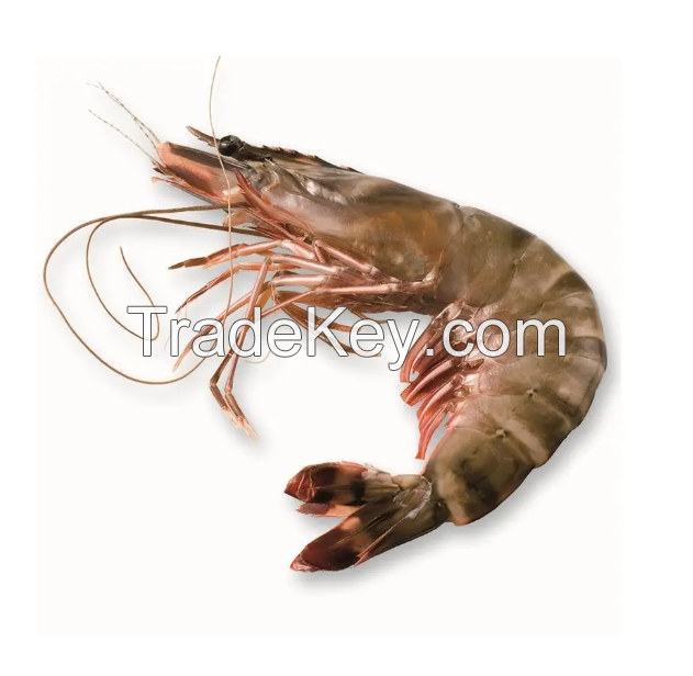 Frozen Tiger Prawns 26/30 (800gm Per Pack) Wholesale Suppliers Prawns Shrimps Black Tiger Vannamies Shrimp/ Frozen Red Prawns