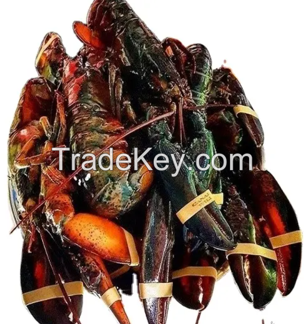 Seafood Fresh And Frozen Lobster, Frozen Lobster, Frozen Lobster Tails Fresh Lobsters Canadian