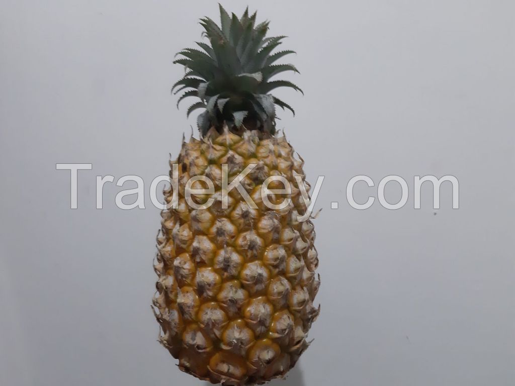 Fresh Pineapple