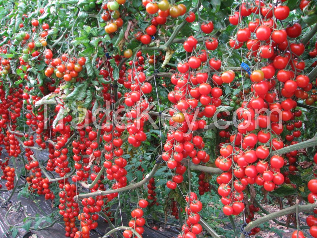 Red cherry tomatoes