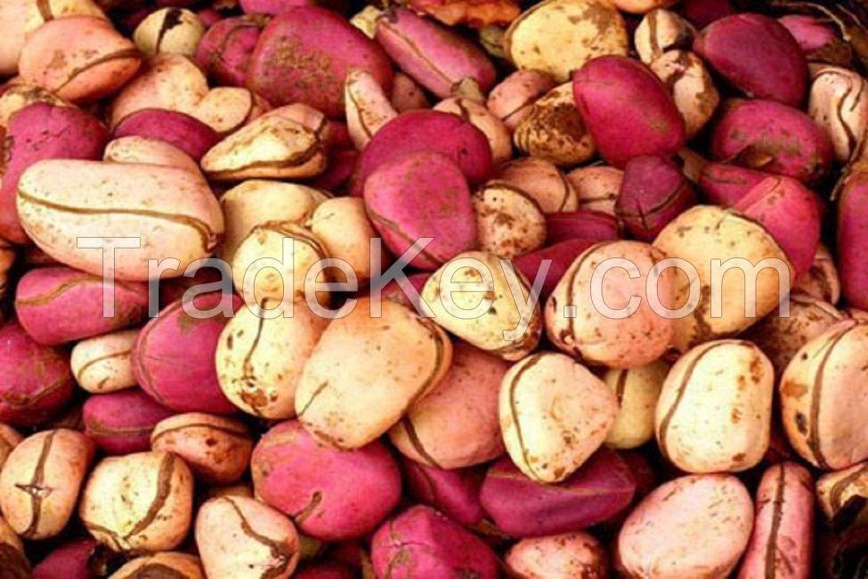 Kola Nuts