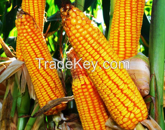 Yellow Corn Non-GMO