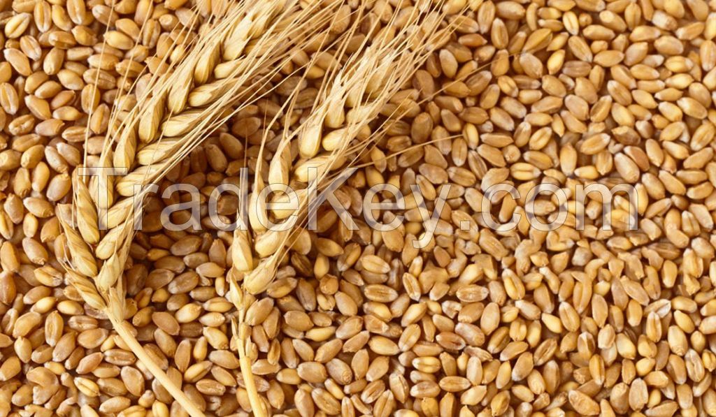 Soft wheat