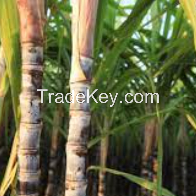 Sugar from Brazil plants