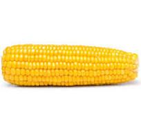 Yellow Corn 