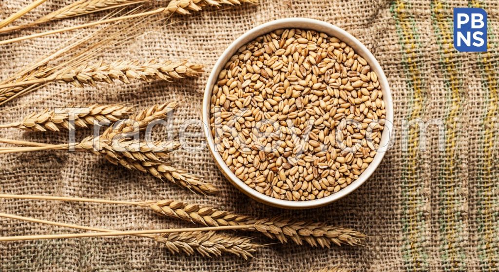India Wheat