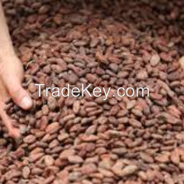 Cocoa beans